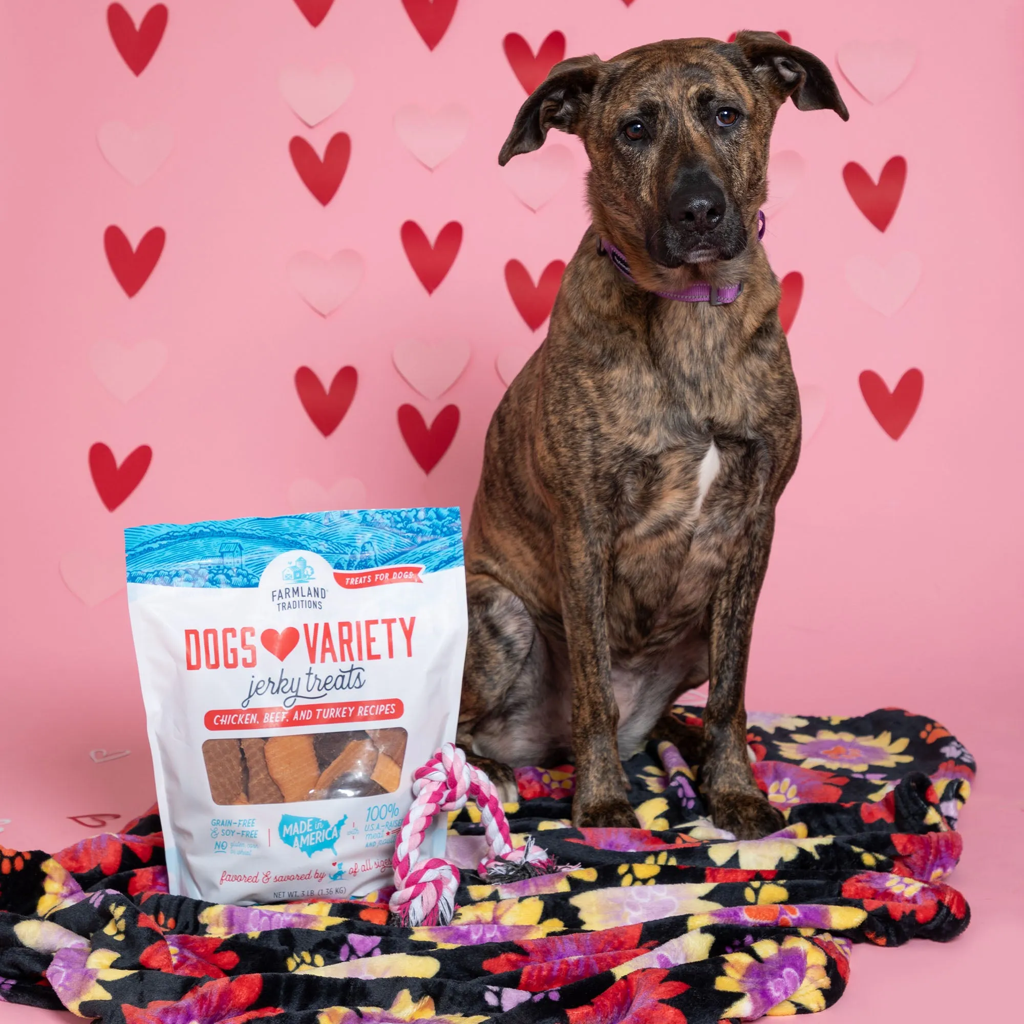 7th Annual Send a Valentine & Love To a Shelter Fur Baby