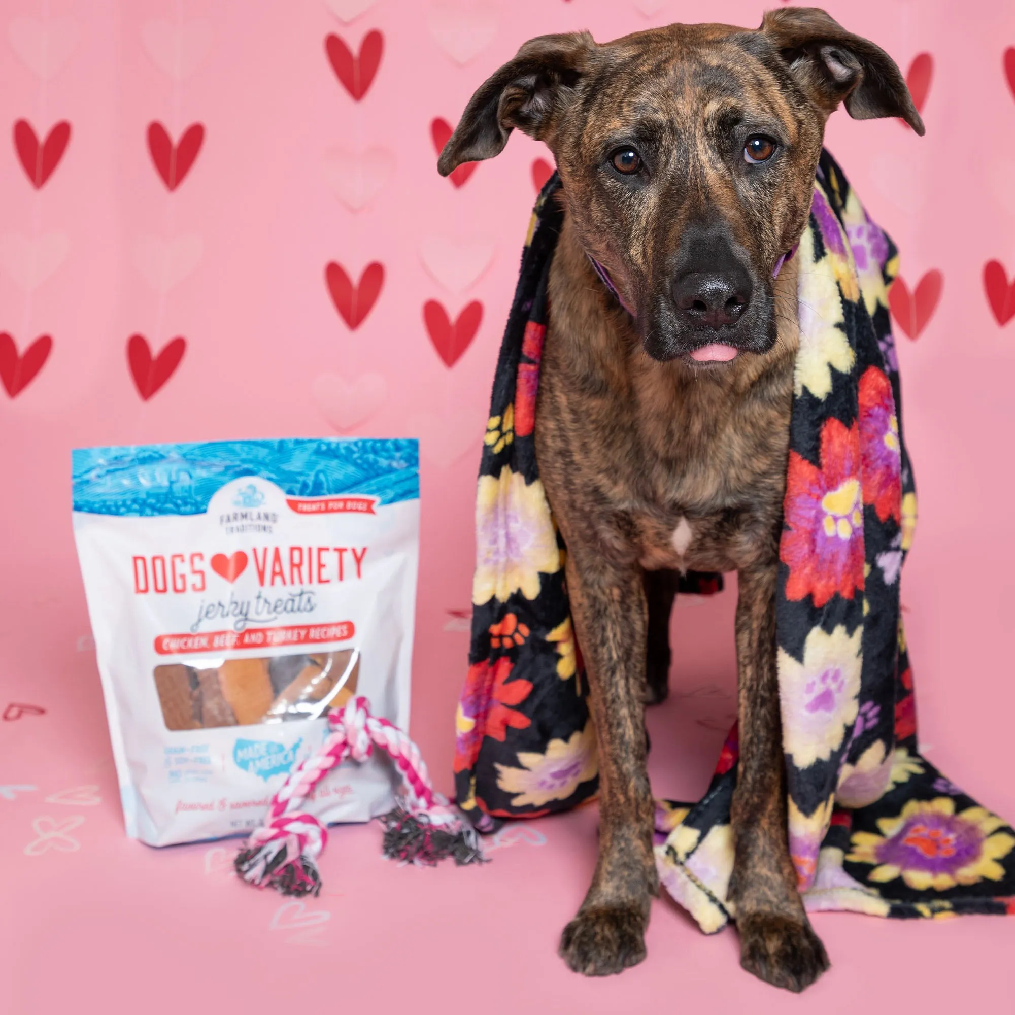 7th Annual Send a Valentine & Love To a Shelter Fur Baby