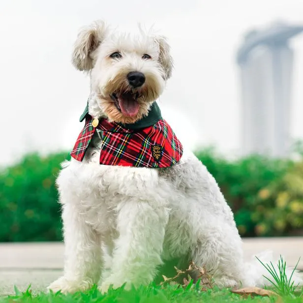 Capes - Forest Green Collar with Royal Tartan Print