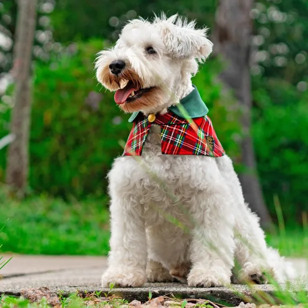 Capes - Forest Green Collar with Royal Tartan Print