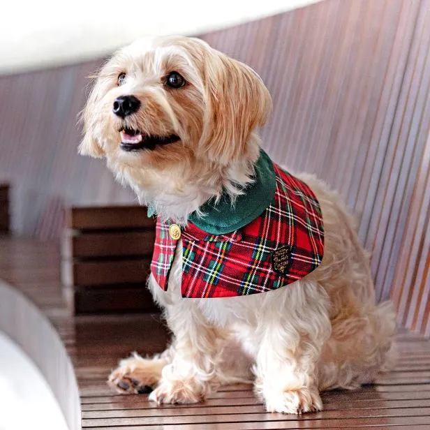 Capes - Forest Green Collar with Royal Tartan Print