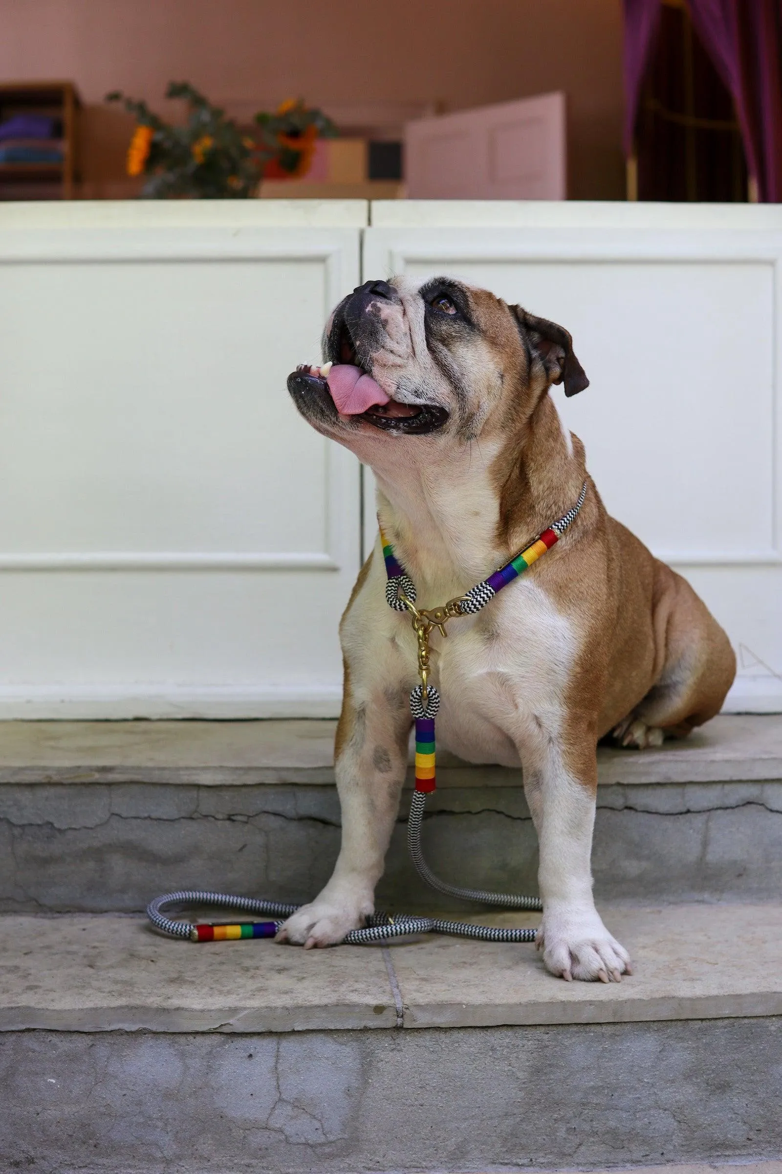 Everyday Dog Leash | Rainbow