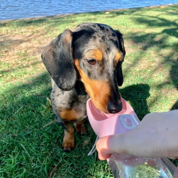 On-The-Go Water & Snack Bottle