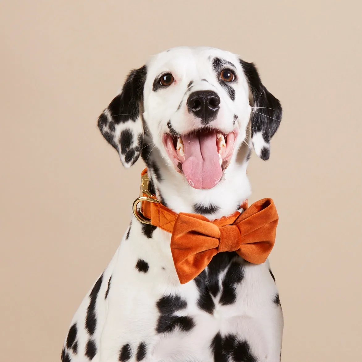 Pumpkin Velvet Bow Tie Collar