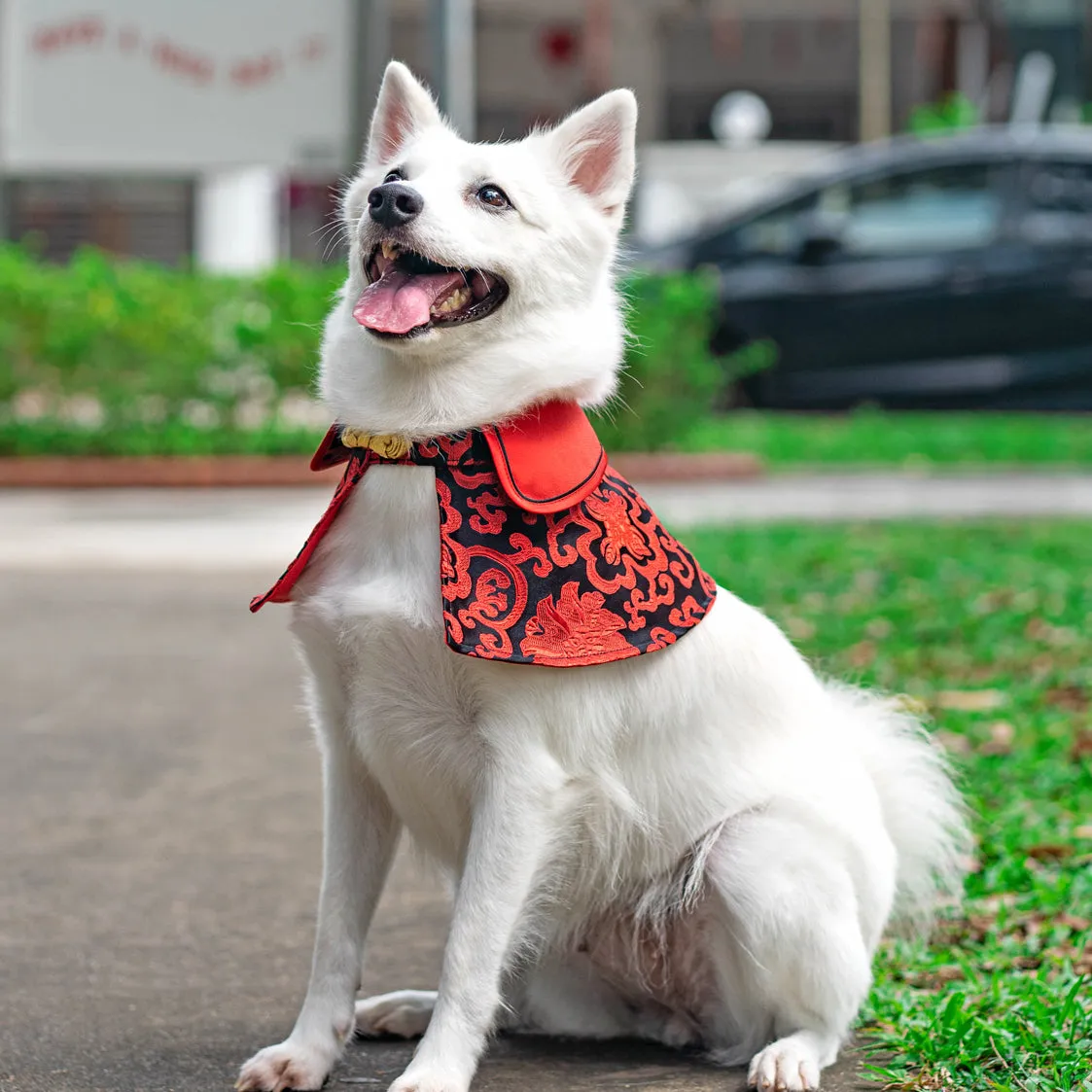 Spring Of Fortune in Crimson Black CNY Cape