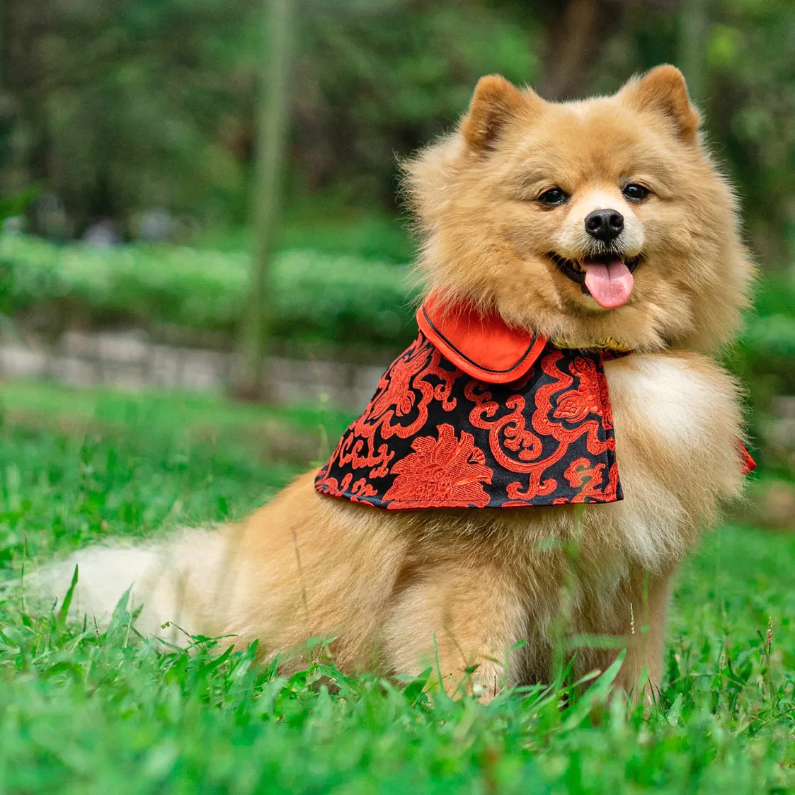 Spring Of Fortune in Crimson Black CNY Cape