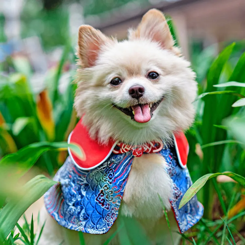 Spring Of Happiness in Imperial Red Azure CNY Cape