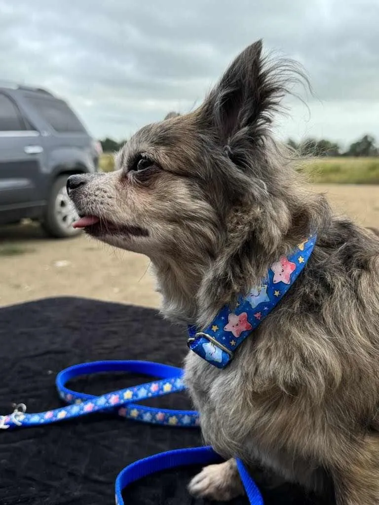 Star dog collar, Cat star collar, Blue star collar, Pretty colored star collar, Boy dog collar,Blue male cat collar