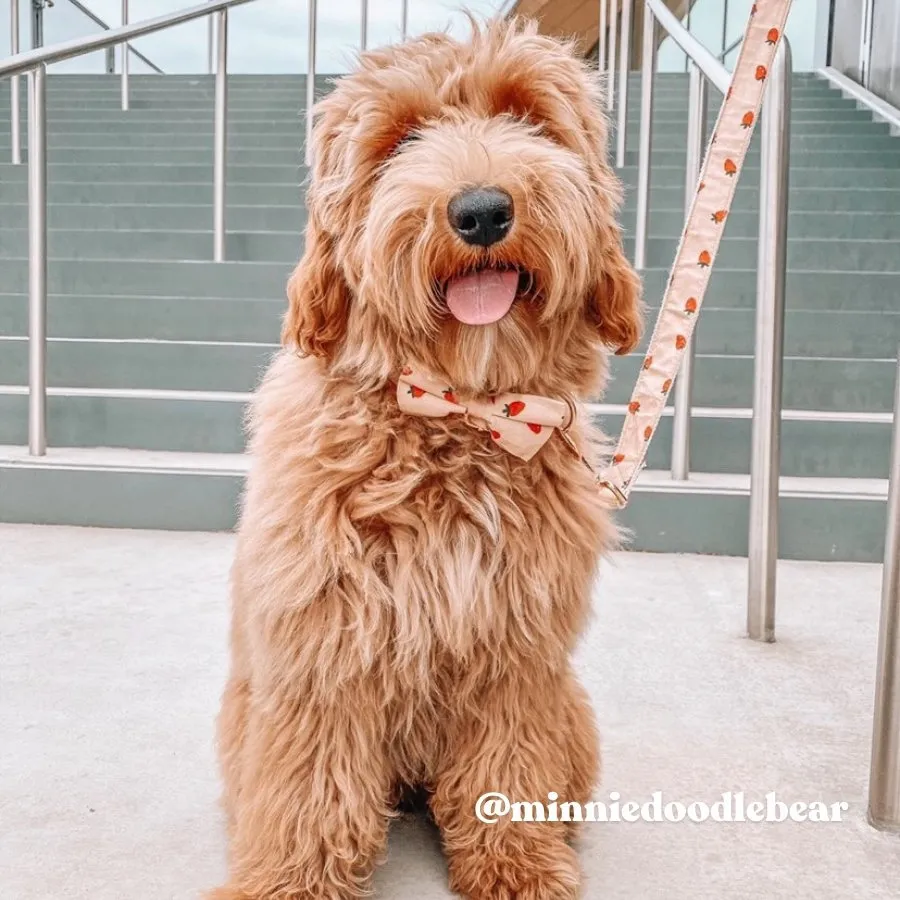 Strawberry Bowtie Unbreakable Collar™ & Leash Set